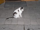 dinner_19_1000.jpg